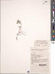 Image result for Vellereophyton dealbatum