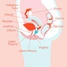 Image result for cervix position