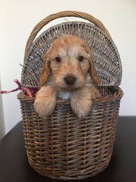 Easy to follow steps · tricks worth showing off · beginner & advanced Cockapoo Puppies For Sale Jersey City Nj 192268