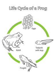 Life Cycle Of A Frog Coloring Page Free Printable Coloring Pages Frog Coloring Pages Life Cycles Lifecycle Of A Frog