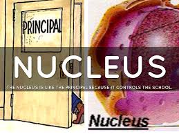 The nucleus is like the principal because it controls the school. Cell Analogy Project By Jordan Lopez