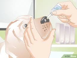 Trauma (such as a dog hit by a car) is another cause. How To Treat Nosebleeds In Dogs With Pictures Wikihow