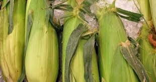 How To Freeze Corn On The Cob Without Blanching Roasted Corn Freezing Fresh Corn Corn In The Oven