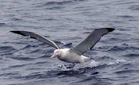 But millions of years ago, there was a bird with wings that dwarfed those of the. Top 10 Birds With Largest Wingspans