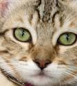 List of Cat Breeds | Petfinder