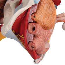 Maybe you would like to learn more about one of these? Pelvis Skeleton Model Female 6 Part 3b Scientific 1000288 H20 4