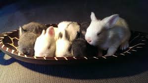 Is it okay to bathe a bunny? When Can You Separate Baby Rabbits From Mother Whyrabbits