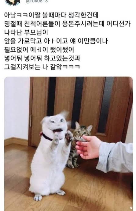 힘 없을때 꼭 봐야하는 - 귀여운 짤, 동물짤, 웃긴짤 모음 빠밤 | 웃긴 아기 사진, 재미있는 동물 밈, 행복한 동물