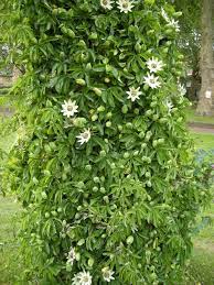 Pin On Garden Inspiration