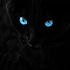 Browse and download hd black cat png images with transparent background for free. Black Cats Live Wallpaper Apps On Google Play