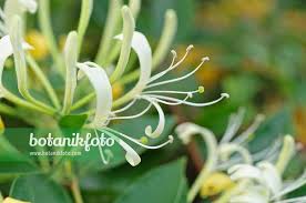 Image result for Lonicera confusa