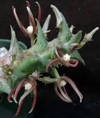 Image result for Orbea knobelii