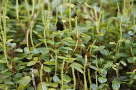 Image result for Peperomia fernandopoiana