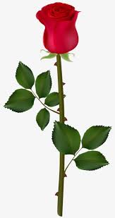 A Rose With Thorns Rose Flower Png Red Rose Png Flower Png Images