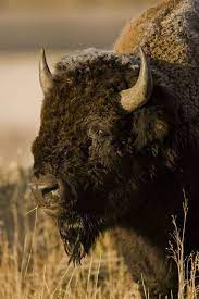 Wildlife Photography Consider Your Subject First Wildlife Photography Buffalo Animal Wild Photography
