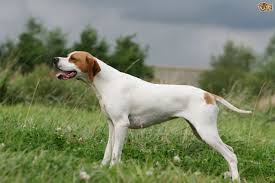 Resultado de imagen para pointer dog