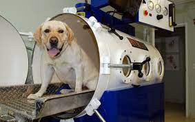 Holistic pet care llc is a small family owned and operated business in eugene, oregon. Holistic Veterinary Care 45 Photos 89 Reviews Veterinarians 4382 Piedmont Ave Oakland Ca Phone Number
