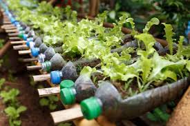 Plant growing guides for vegetables, fruit, herbs and flowers for growing at home. Grow Veg For Free 50 Zero Cost Hacks To Grow Your Own Food Starting A Vegetable Garden Container Gardening Vegetables Plants In Bottles