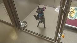 She is house trained and knows specific comands to make her the best family dog. French Bulldog Adoption In Phoenix Az Tim S Services At Arizona