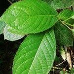 Image result for Maesobotrya