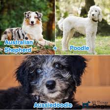The Complete Aussiedoodle Dog Guide Breeders Pictures Puppies And Adult Size All Things Dogs