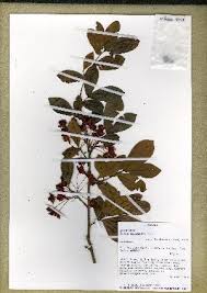 Image result for Ochna polyneura