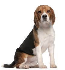 Our world's smallest dog breeds page includes popular as well as rare breeds. Small Dog Breeds The Smart Dog Guide