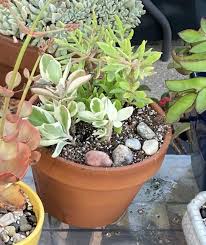 Image result for Kalanchoe laciniata
