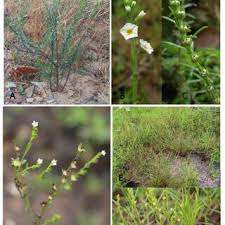 Image result for Euploca katangensis