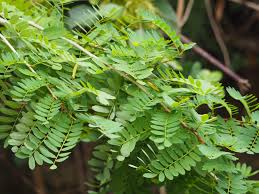 Image result for Ormocarpum