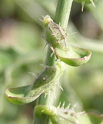 Image result for Carrichtera annua