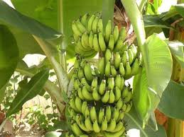 Cameroun Fogas Veut Devenir Leader Mondial De La Transformation De La Banane Plantain Africa Top Success