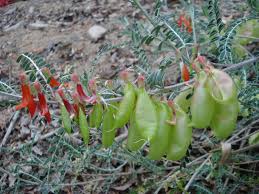 Image result for Lessertia pauciflora
