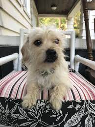 Adopt Falkor On Petfinder Help Homeless Pets Pet Search Norfolk Terrier