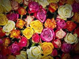 7.263 beğenme · 20 kişi bunun hakkında konuşuyor · 1.195 kişi buradaydı. Tips For Ordering Bulk Flowers The Florist Guide