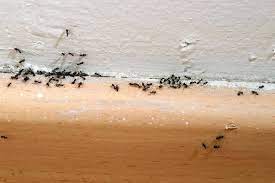If you have ants in your pants, that normally means you can't sit still and have too much energy. Pest Control We Have Ants Who Has Suggestions For Getting Rid Of Them Quora