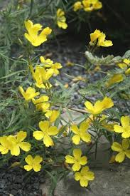 Learn About Oenothera Lemon Drop Pp 16393 Evening Primrose Sundrop Perennial Encyclopedia By Plant Delights Nursery