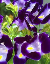 Tropical vacation perfumes | soki london. Planting A Garden With Purple Tropical Flowers Dengarden