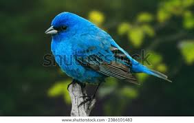 Image result for Passerina