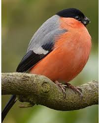 Mustafa Kilinc Aves Exoticas Aves Belas Aves Selvagens