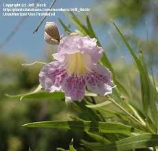 Best lodging in midland, tx (with prices). Plantfiles Pictures Chilopsis Species Desert Willow Desert Catalpa Flowering Willow Orchid Of The Desert Chilopsis Linearis By Palmbob
