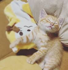when to take your kitten to the vet cat care kitten pet care