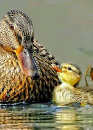 Birds Of A Feather Flock Together Meaning In Hindi Pin By C Adding On Oiseaux Animals Cute Animals Pet Birds