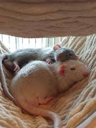 Brother Cuddle Time Rats Pet Rats Cuddling Animals