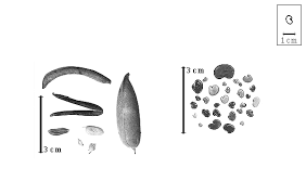 Image result for Argyrolobium stolzii