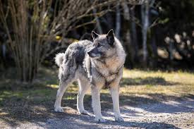 Image result for norwegian elkhound grey