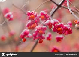 Image result for Celastraceae