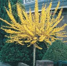 Pin By Angie Fetter On Flowermania Yellow Spring Flowers Flowering Trees Easy Landscaping Front Yard