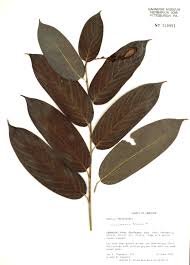 Image result for Trachyphrynium braunianum