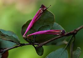 Image result for Tapinanthus oleifolius